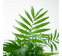 Chamadorea Elegans Palmier de montagne mexicain - Plante d'intérieur env. 55cm - Ø17cm - En pot blanc durable Viber - Palmier d'intérieur élégant et facile d'entretien