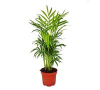 Chamaedorea elegans - palmier de montagne - 3 plantes en pot de 12cm