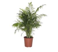 Chamaedorea Elegans - Palmier d'intérieur - Port compact - Robuste - Hauteur 110-120 cm - Pot 24 cm