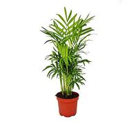 Chamaedorea elegans - salle Palm - montagne Palm