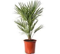 Chamaerops Humilis Palmier européen à éventail, rare et exotique, résistant, idéal pour l'extérieur.