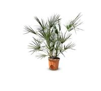 Chamaerops Humilis - Palmier européen nain - Palmier à feuilles persistantes résistant au froid - hauteur 100-120 cm pot inclus