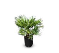 Chamaerops Humilis Palmier nain européen, à feuilles persistantes, résistant au froid, hauteur 80 cm avec pot