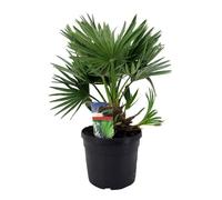 Chamaerops 'Vulcano' - Palmier nain - Pot 19cm - Hauteur 35-45cm