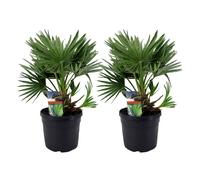 Chamaerops vulcano palmtree - 2