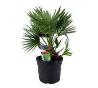 Chamaerops vulcano palmtree