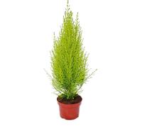 Chambre Cyprès - Cupressus macrocarpa "Goldcrest Wilma" - Pot 13cm