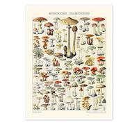 Champignons, 1923 Poster de Adolphe Millot 30 x 40 cm Beige Tableaux Décoration murale