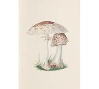 Champignons des Midlands: Carnet : notes et lectures