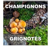 Champignons grignotés (Calendrier mural carré 2026 30x30 cm) Calendrier double avec une page pour vos prises de notes: A la découverte des champignons grignotés en forêt.