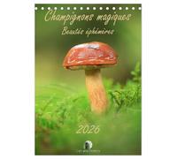 Champignons magiques - Beautés éphémères (Calendrier de bureau 2026 DIN A5 horizontal), CALVENDO calendrier mensuel: Un calendrier enchanteur qui ... des champignons dans toute leur diversité.