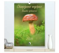 Champignons magiques - Beautés éphémères (Calendrier mural 2026 DIN A2 horizontal) calendrier de bureau: Un calendrier enchanteur qui révèle, mois ... des champignons dans toute leur diversité.