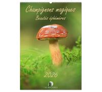 Champignons magiques - Beautés éphémères (Calendrier mural 2026 DIN A2 horizontal), CALVENDO calendrier mensuel: Un calendrier enchanteur qui révèle, ... des champignons dans toute leur diversité.