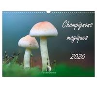 Champignons magiques (Calendrier mural 2027 DIN A3 vertical), CALVENDO calendrier mensuel: Un calendrier fascinant qui met en lumière, mois après ... et la beauté mystérieuse des champignons.