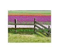 Champs de Tulipes，1000 Pièces Puzzle pour Adultes Enfants Adolescents, Intelligence Soulagement du Stress Divertissement Papier Jouets Bricolage Anniversaire（38x26cm）-AQ31