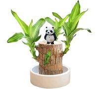 Chanceux Bois Brésilien Mini Plante Arbre Porte-Bonheur en Bois pour Décoration d'Intérieur, Idée Cadeau Originale pour Bureau et Maison, Plante Artificielle Feng Shui pour Le Bien-Être
