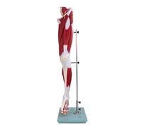 CHANGLKJ Modèle D'anatomie Inférieure Grandeur Nature, Modèle Musculaire Anatomique De La Jambe Humaine avec 119 Étiquettes Anatomiques, 13 Pièces Amovibles, Robuste Et Durable, Hautement Isolant