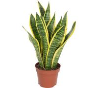 Chanvre arqué - plante d'intérieur facile d'entretien, Sansevieria trifasciata Laurentii - hauteur env. 35 cm, pot-Ø 12 cm