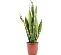 Chanvre arqué - plante d'intérieur facile d'entretien, Sansevieria trifasciata Laurentii - hauteur env. 65 cm, pot-Ø 17 cm