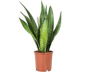 Chanvre arqué, plante d'intérieur facile d'entretien, Sansevieria zeylanica, hauteur : env. 45 cm, diamètre du pot : 14 cm