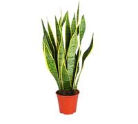 Chanvre arqué | Sansevieria laurentii | env. 40-50 cm | Ø 12-15 cm pot | Plantes d'intérieur faciles d'entretien pour la maison et le bureau | Qualité professionnelle | Verdure idéale
