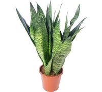 Chanvre d'arc - plante d'intérieur facile d'entretien, Sansevieria zeylanica - hauteur env. 65 cm, pot Ø 17 cm