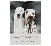 Chaosdalmatiner Sirius und Snape (Wandkalender 2026 DIN A3 hoch), CALVENDO Monatskalender: Außergewöhnliche Dalmatiner Portraits