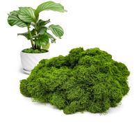 CHAOTEMAI Fausse Plante Mousse Artificielle Fausse Mousse Mousse Artificielle Decoration Mousse Verte Fleuriste Lichen Stabilisé Végétaux Artificiels Stabilisée Islande Mousse (Vert foncé 200g)