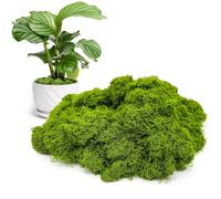CHAOTEMAI Fausse Plante Mousse Artificielle Fausse Mousse Mousse Artificielle Decoration Mousse Verte Fleuriste Lichen Stabilisé Végétaux Artificiels Stabilisée Islande Mousse (Vert Clair 100g)