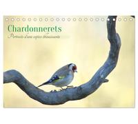 Chardonnerets - Portraits d'une espèce éblouissante (Calendrier de bureau 2027 DIN A5 vertical), CALVENDO calendrier mensuel: Célébrez la beauté des chardonnerets