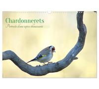 Chardonnerets - Portraits d'une espèce éblouissante (Calendrier mural 2026 DIN A3 horizontal), CALVENDO calendrier mensuel