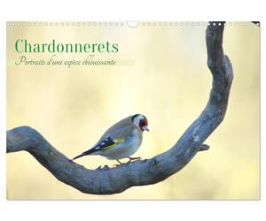 Chardonnerets - Portraits d'une espèce éblouissante (Calendrier mural 2027 DIN A3 vertical), CALVENDO calendrier mensuel: Célébrez la beauté des chardonnerets