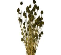 Chardons à la fraise Fleurs séchées Vert olive pour la décoration naturelle de la maison