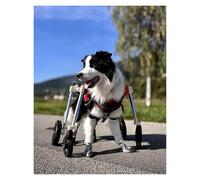 Chariot Chien Handicapé Chariot, Chariot de mobilité for Chien Teckel à Quatre Roues, équipement de rééducation Confortable for Chiens âgés/blessés(X-Large)