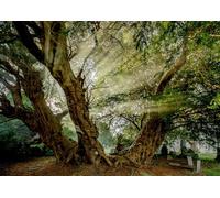 Charles Sainsbury-Plaice Carte de vœux Arbre, Nature, Paysage - The Llangernyw Yew