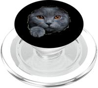Charmant Chat Britannique à Poil Court Qui Regarde à Travers PopSockets PopGrip pour MagSafe