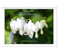 Charmantes fleurs blanches (Calendrier mural 2027 DIN A4 vertical), CALVENDO calendrier mensuel: Des fleurs blanches enchantent l'année