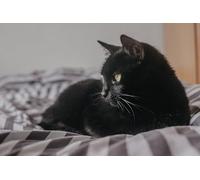 Chat Noir - Jeu de Puzzle en Bois de 1000 pièces : Un Jouet de Divertissement Familial Stimulant pour Le Cerveau (14 Ans+)