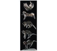 Chat - Perfect Landing - 30,5x91,5 cm - AFFICHE / POSTER G