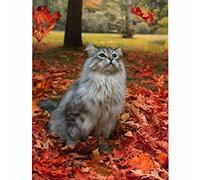 chat point de croixe kit complet Kit de broderie canevas kit complet Adulte Debutantloisirs créatifs