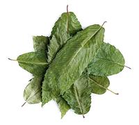 Chataignier Feuille Thé - Thé Aux Marrons - Marronnier D'Inde Chataigne Thes Marrons Châtaigne Tisane Marronnier D'Inde Feuille De Chataignier The Aux Marrons Feuilles De Marronnier