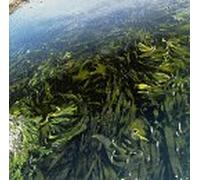 Chateau Neuf - Stolen Goods