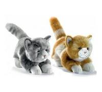 Chaton joueur roux G