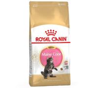 Chaton Maine Coon FBN 4 kg
