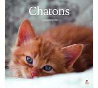 Collectif – Chatons – Calendrier 2025 – Broché