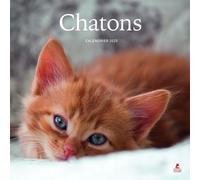 Collectif – Chatons – Calendrier 2025 – Broché