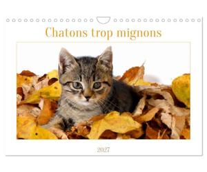Chatons trop mignons (Calendrier mural 2027 DIN A4 vertical), CALVENDO calendrier mensuel: Les premières semaines des chatons