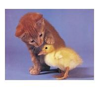 Chats - Cats - 40x50 cm - AFFICHE / POSTER G