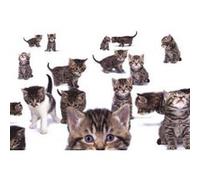 Chats - Cats - 61x91,5 cm - AFFICHE / POSTER G