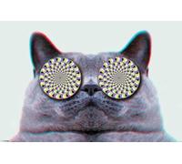Chats chatons Cats - Eyes - Tier Animals - Impression d'affiches - Taille 91,5x61 cm